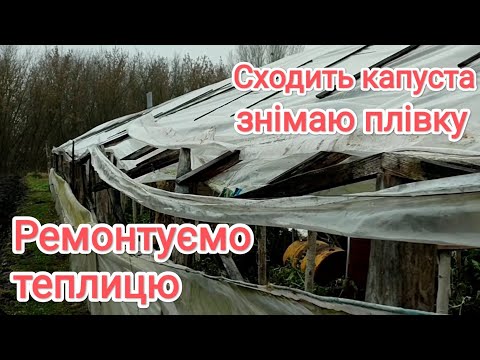 Видео: Ремонтуємо, утеплюємо теплицю. Рання капуста сходить, замінюю плівку на агроволокно.