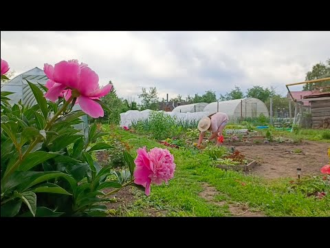 Видео: Один день на огороде, прополка поменяла ёмкость в декоративном пруду.