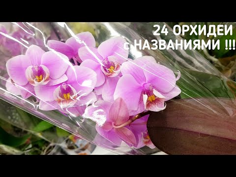 Видео: Новые 24 ОРХИДЕИ фаленопсис С торговыми НАЗВАНИЯМИ в КАСТОРАМА | orchid phalaenopsis