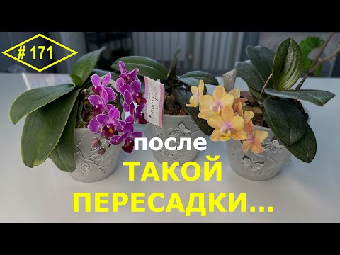 Видео: # 171 Даже маленькие орхидеи  растут цветут и пахнут. Правила плановой пересадки домашних орхидей