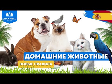 Видео: Домашние животные в Испании  Новые правила