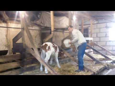 Видео: Сколько весит месячный телёнок)) рацион кормления телят