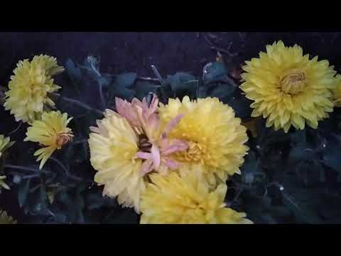 Видео: Королева октября Х Р И З А Н Т Е М А ! 🌸🌼