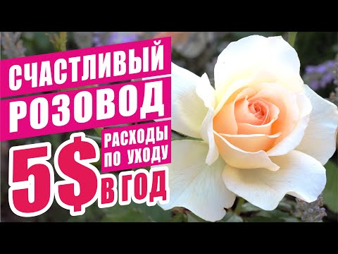 Видео: САМЫЙ БЮДЖЕТНЫЙ СПОСОБ УХОДА ЗА РОЗАМИ В ТЕЧЕНИЕ ГОДА. РОЗЫ В САДУ. УХОД ЗА РОЗАМИ. УХОД БЕЗ ХИМИИ