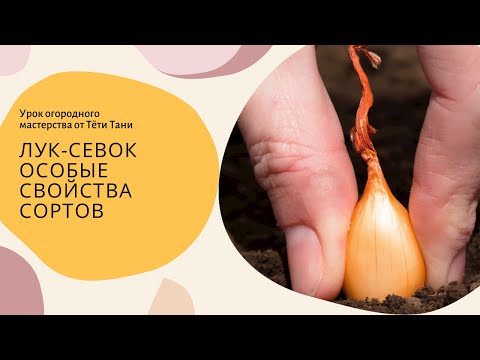 Видео: 753. Лук севок. Характеристика сортов.