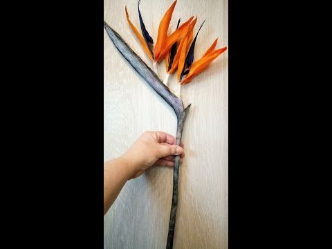 Видео: М.К. Стрелиция (Райская птица) из холодного фарфора. Авторский МК Татьяны Несиной.