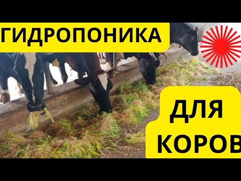 Видео: Гидропоника для коровы