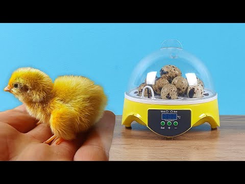 Видео: Что случилось с цыпленком из китайского инкубатора спустя месяц