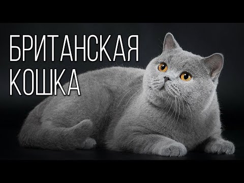 Видео: Британская кошка: Пушистая Аристократка | Интересные факты про британскую короткошерстную кошку