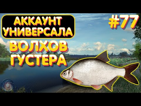 Видео: Аккаунт универсала #77 | Густера р. Волхов | Русская Рыбалка 4