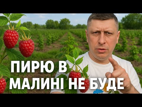 Видео: 🟥Як працює гербіцид Харума на малині ✅ Чим обприскати пирій на малині. Бізнес на малині