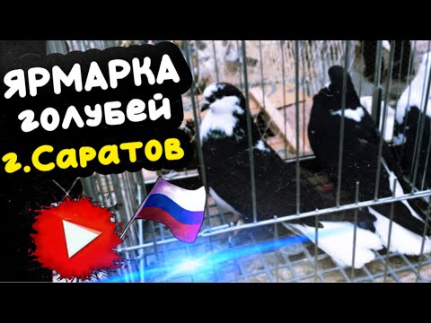 Видео: Ярмарка голубей г.Саратов 2024 осень 🍂  09.10.24
