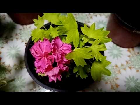 Видео: Комнатные растения. Фуксия, якобиния и герани. Нужно ли делать обрезку перед зимовкой.