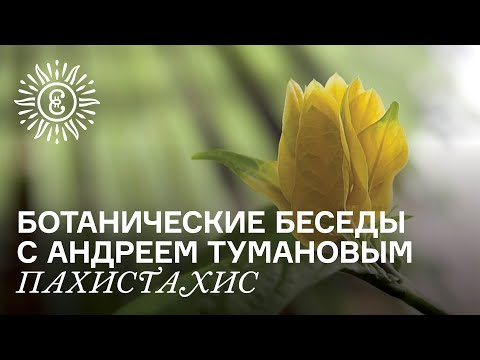 Видео: Ботанические беседы с Андреем Тумановым. Пахистахис