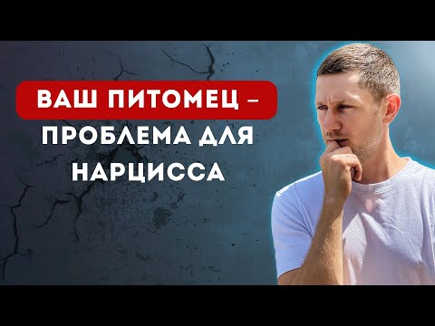 Видео: Как нарцисс относится к домашним животным