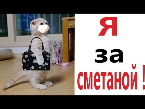 Видео: Лютые приколы. КОТ КУПИЛ СМЕТАНУ!!! Самое смешное видео! Засмеялся проиграл! – Domi Show!