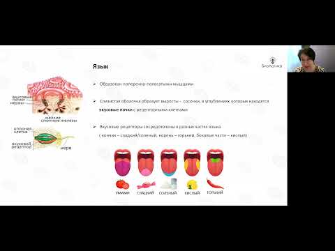 Видео: Лекция 50  Пищеварение1