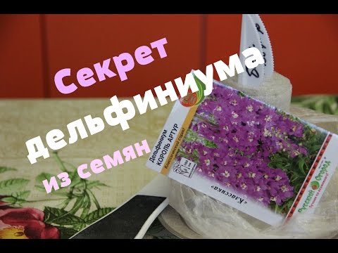 Видео: Секрет успеха дельфиниума из семян.