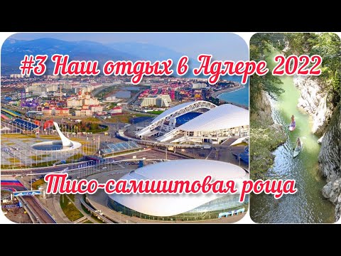 Видео: #3 Наш ОТДЫХ в Адлере 2022. ТИСО-САМШИТОВАЯ роща.