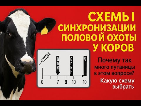 Видео: Схемы синхронизации охоты у коров, почему их так много и как выбрать самую оптимальную.