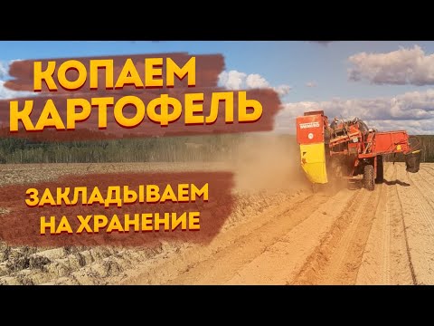 Видео: Собираем и закладываем на хранение урожай картофеля