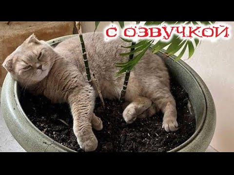 Видео: Приколы с котами! С ОЗВУЧКОЙ! Самые смешные животные! Смешные коты и собаки! ДО СЛЁЗ!