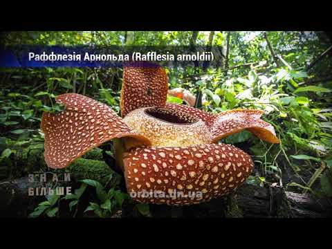 Видео: Знай більше цікавих фактів про найбільш унікальних представників рослинного світу