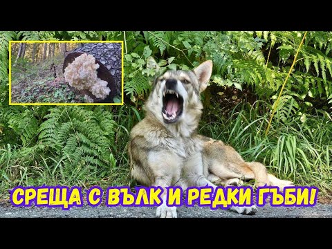 Видео: Среща с вълк и много #гъби в #Рила!