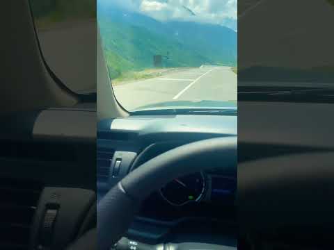 Видео: Кормушка в Дигорском ущелье 😊