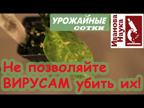 Видео: Избавиться от вирусов: надежды и реалии. Как не позволить растениям зачахнуть под натиском инфекции.