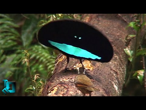 Видео: 10 Необычных Птиц, в Существование Которых Сложно Поверить