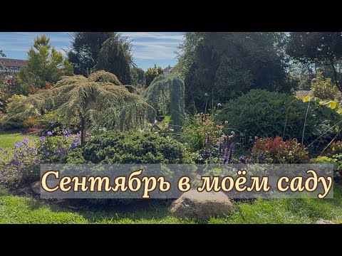 Видео: Прогулка по моему саду в СЕНТЯБРЕ 🌿 Часть 1…