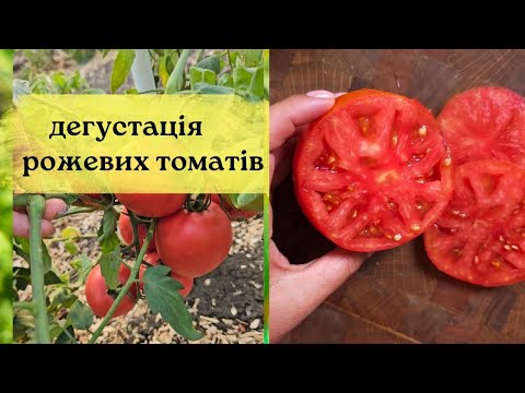 Видео: Огляд рожевих томатів? Хепінет F1, Торбей F1. Які томати кращі?