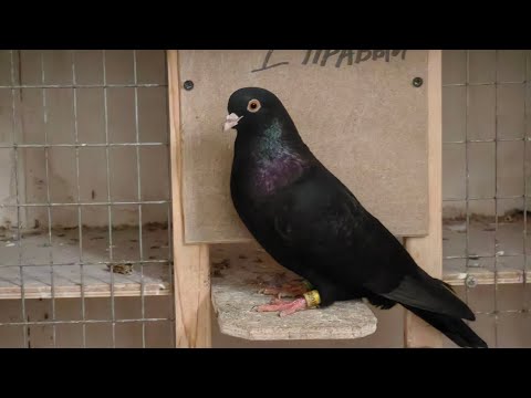 Видео: Потихоньку готовимся к зиме.