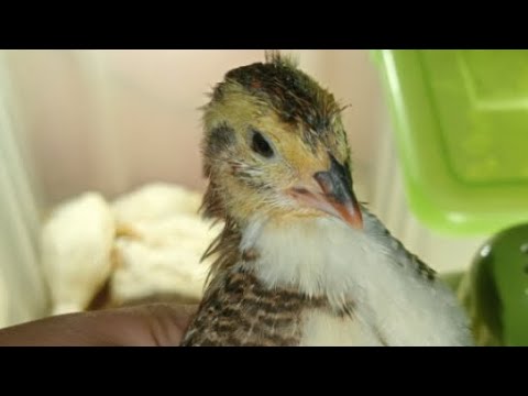 Видео: Перепелята 14 дней в квартире в прямом эфире! Ежедневный стрим!