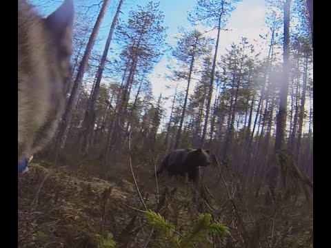Видео: Охота на медведя с лайками.