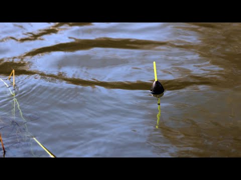 Видео: РИБОЛОВ на РЕКА ЯНТРА - КАК да ЛОВИМ РИБИ с ПЛУВКА и ВЪДИЦА / River Fishing For Chub