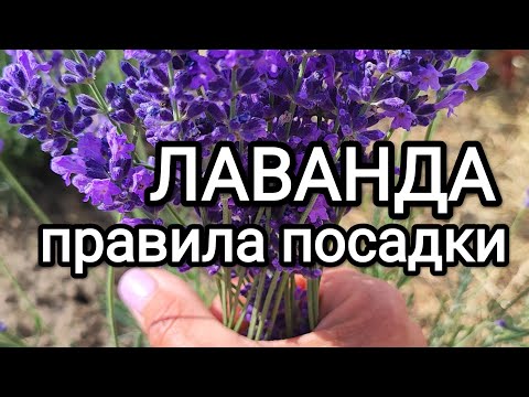 Видео: Усе про посадку лаванди. Як посадить кущ лаванди у грунт правильно? #лаванда #посадкалаванди