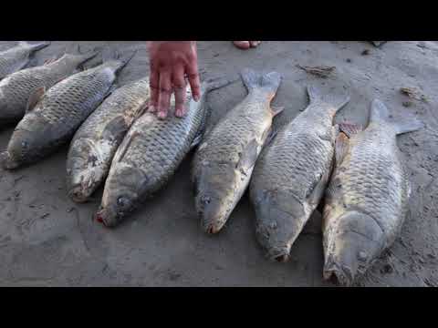 Видео: Рыбалка на реке Или(низовье). Ловим Сазана. Нашли СУПЕР МЕСТО.