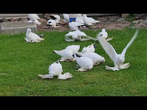 Видео: Воскресенье