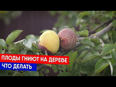 Видео: ПЛОДЫ ГНИЮТ НА ДЕРЕВЕ - ЧТО ДЕЛАТЬ