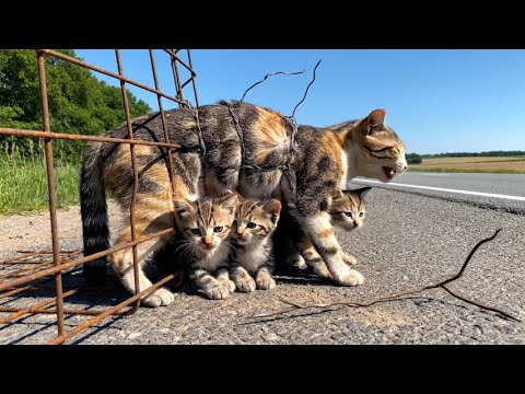 Видео: Спасение животного: спасение трёхцветного кота, попавшего в стальную сетку вместе с человеком