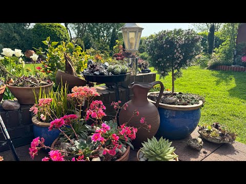 Видео: Мой контейнерный/ горшечный садик🌟Что растёт 🌟Как ухаживаю