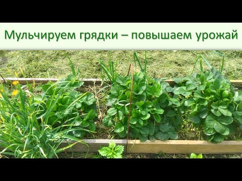 Видео: Мульчирование - что это такое и зачем это нужно.