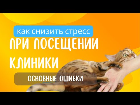 Видео: Посещение клиники с кошкой, как снизить стресс