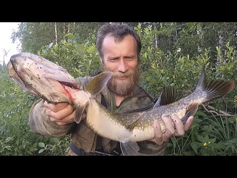Видео: Большая Щука на Спиннинг  Рыбалка июль 2022