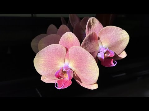 Видео: ОРХИДЕЯ фаленопсис Золотое Яблоко "ПЕРСИК" Phalaenopsis Golden Apple "Peach"