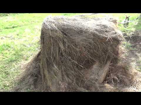 Видео: БОЛЬШОЙ УРОЖАЙ картошки под сеном с одной сотки.