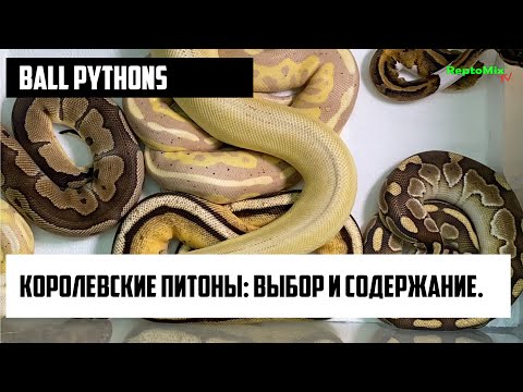 Видео: Ball pythons. Змеи. Королевские питоны: выбор и содержание.