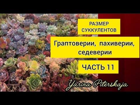 Видео: Размер суккулентов.  Граптоверии, седеверии, пахиверии. Часть 11.